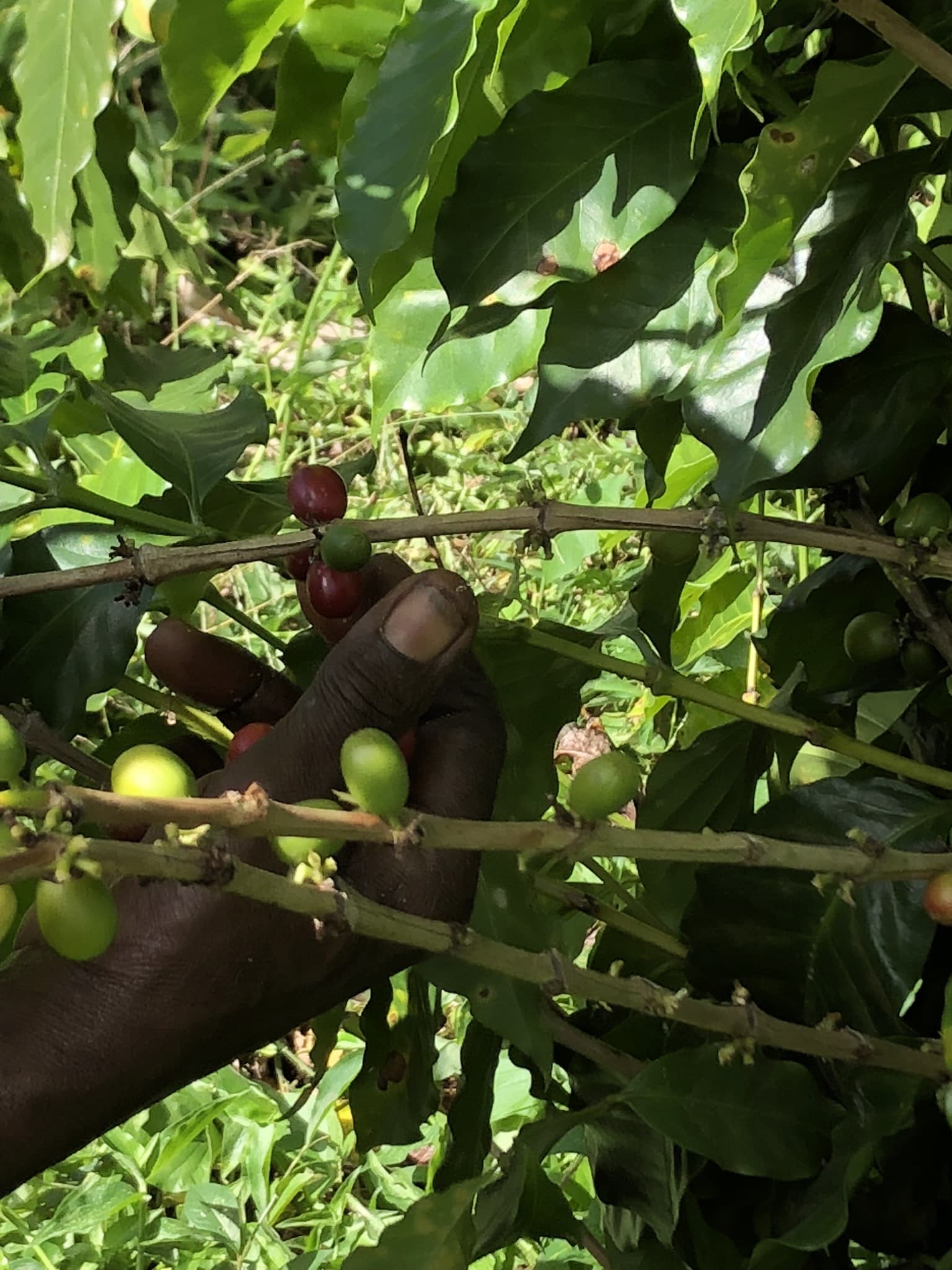 A picker's hand among ripe red and still-green coffee cherries on the branch