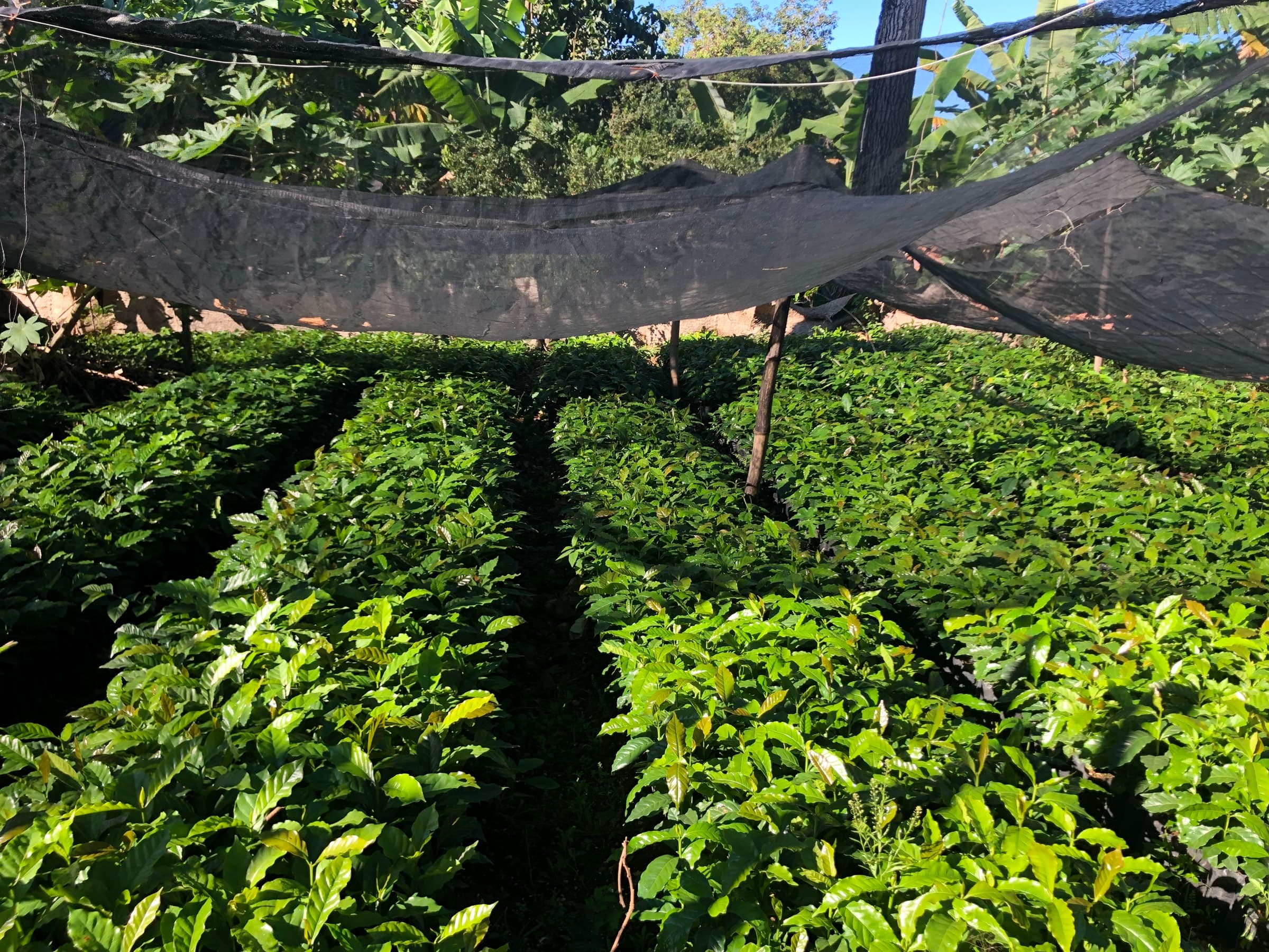 Rows of young coffee plants growing under shade netting at the nursery in Haiti