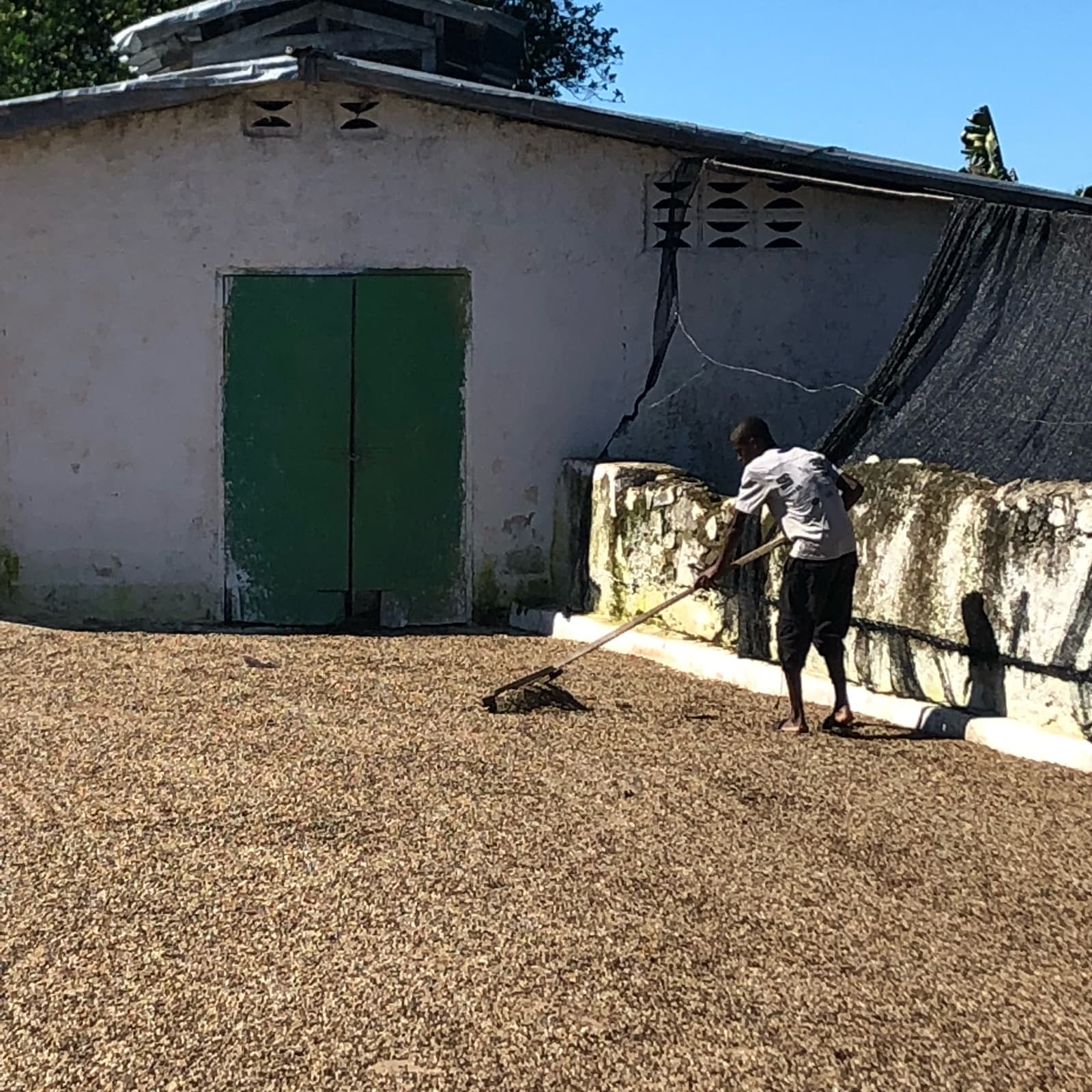 A worker raking coffee spread out to dry on a patio