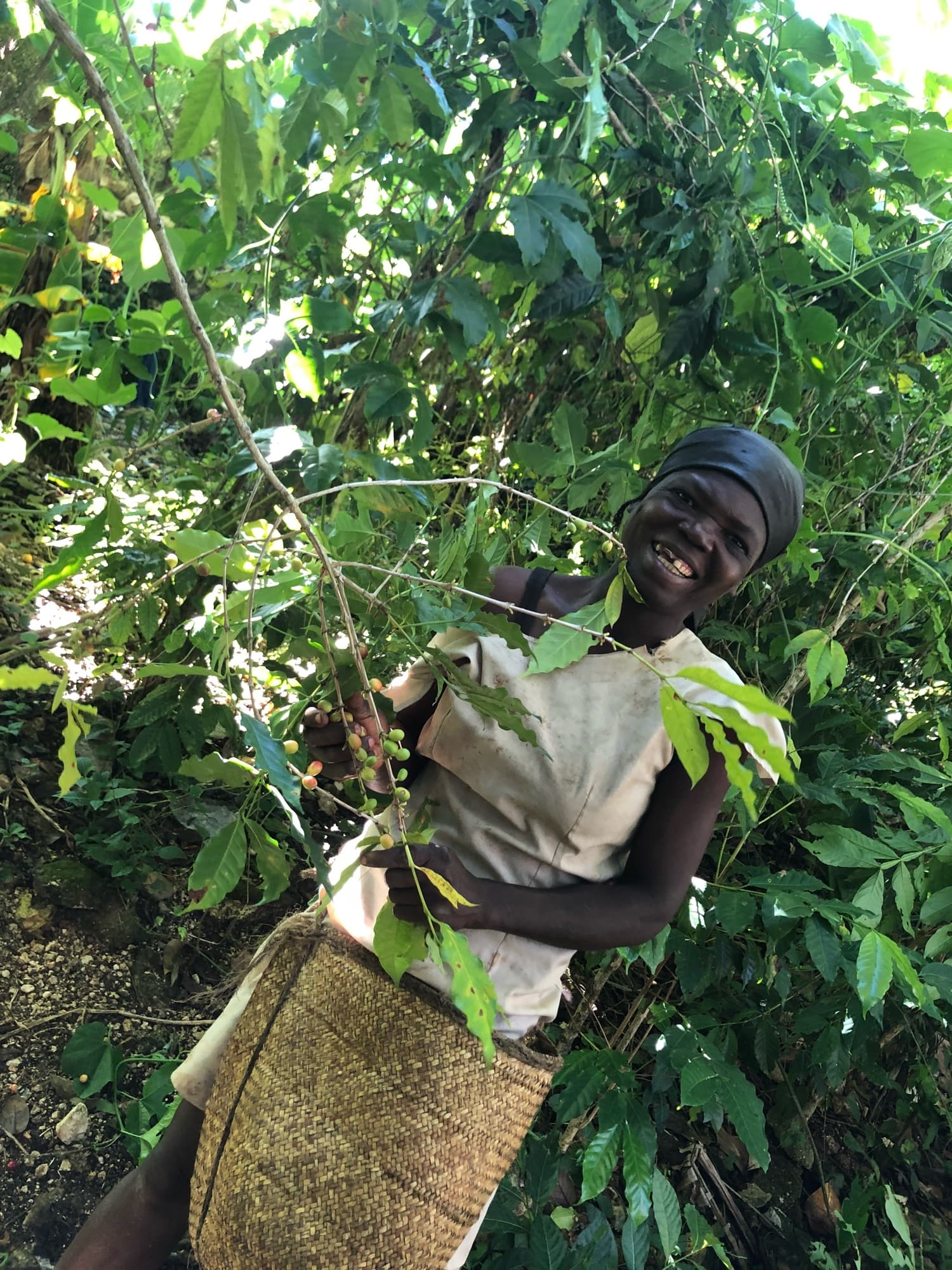 A coffee picker smiling as she works, a branch of cherries in hand and a woven basket at her hip