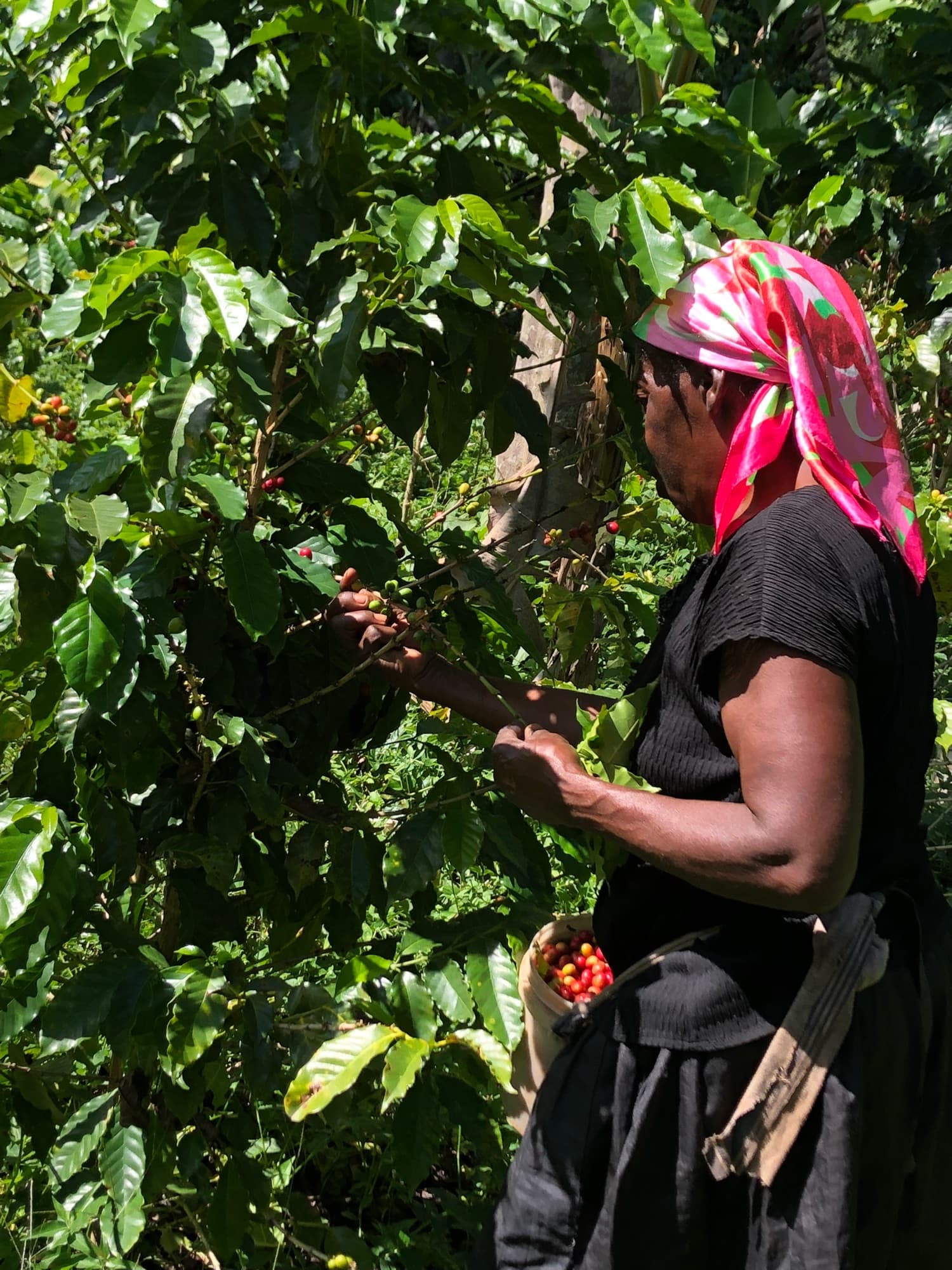 A coffee picker in a pink headscarf working the trees, a bucket of red cherries at her waist