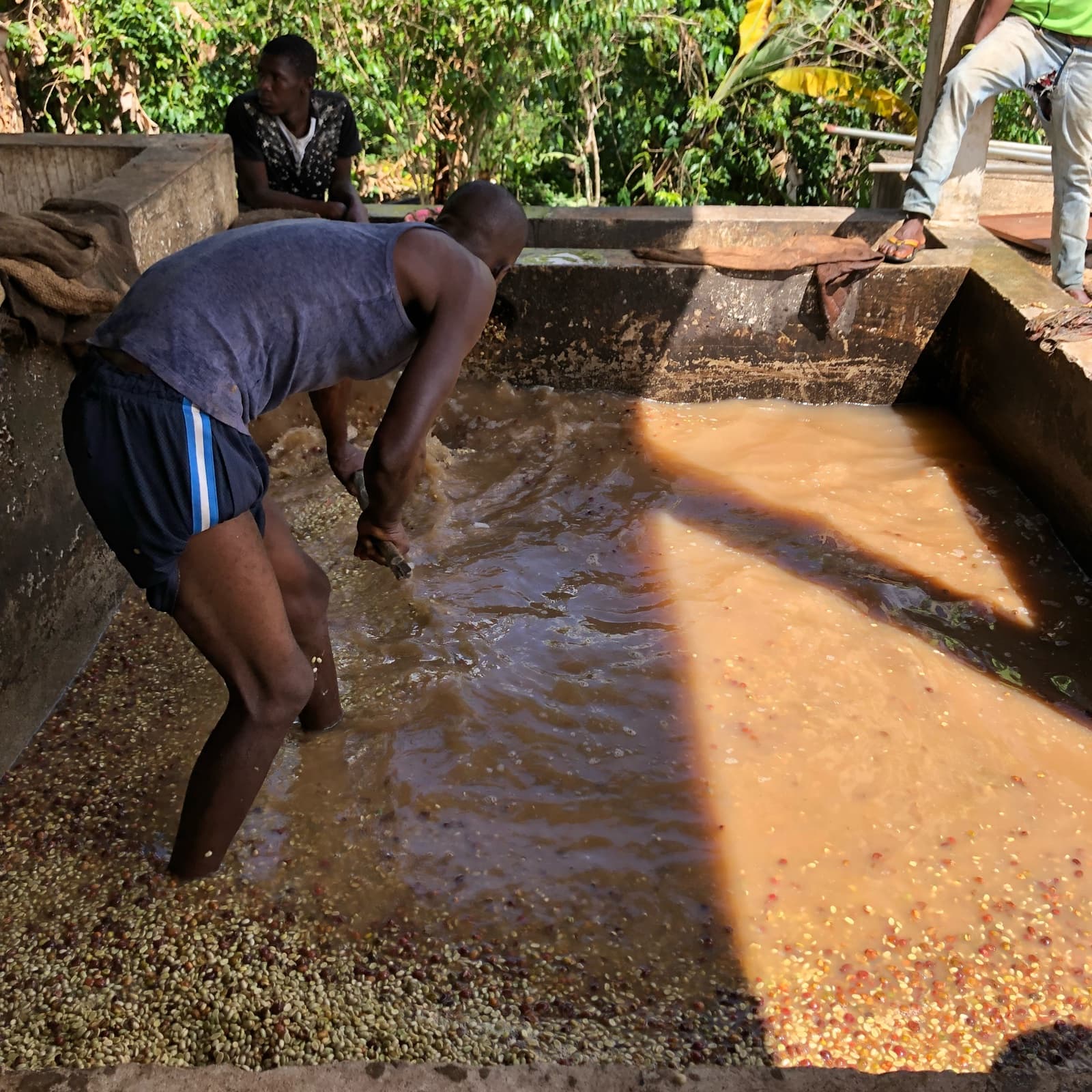 A worker washing coffee by hand in a concrete tank